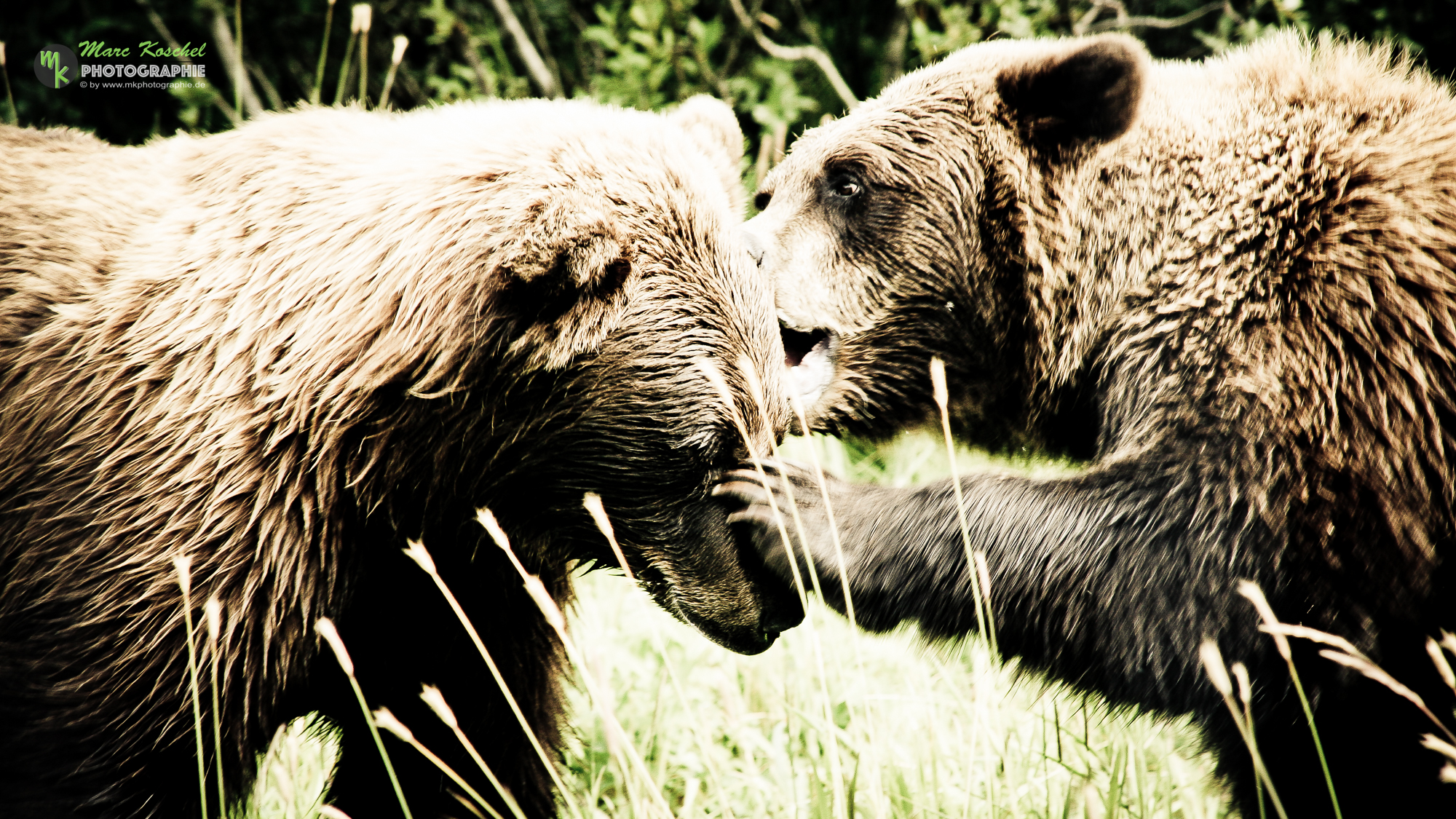 Teasing Grizzlies