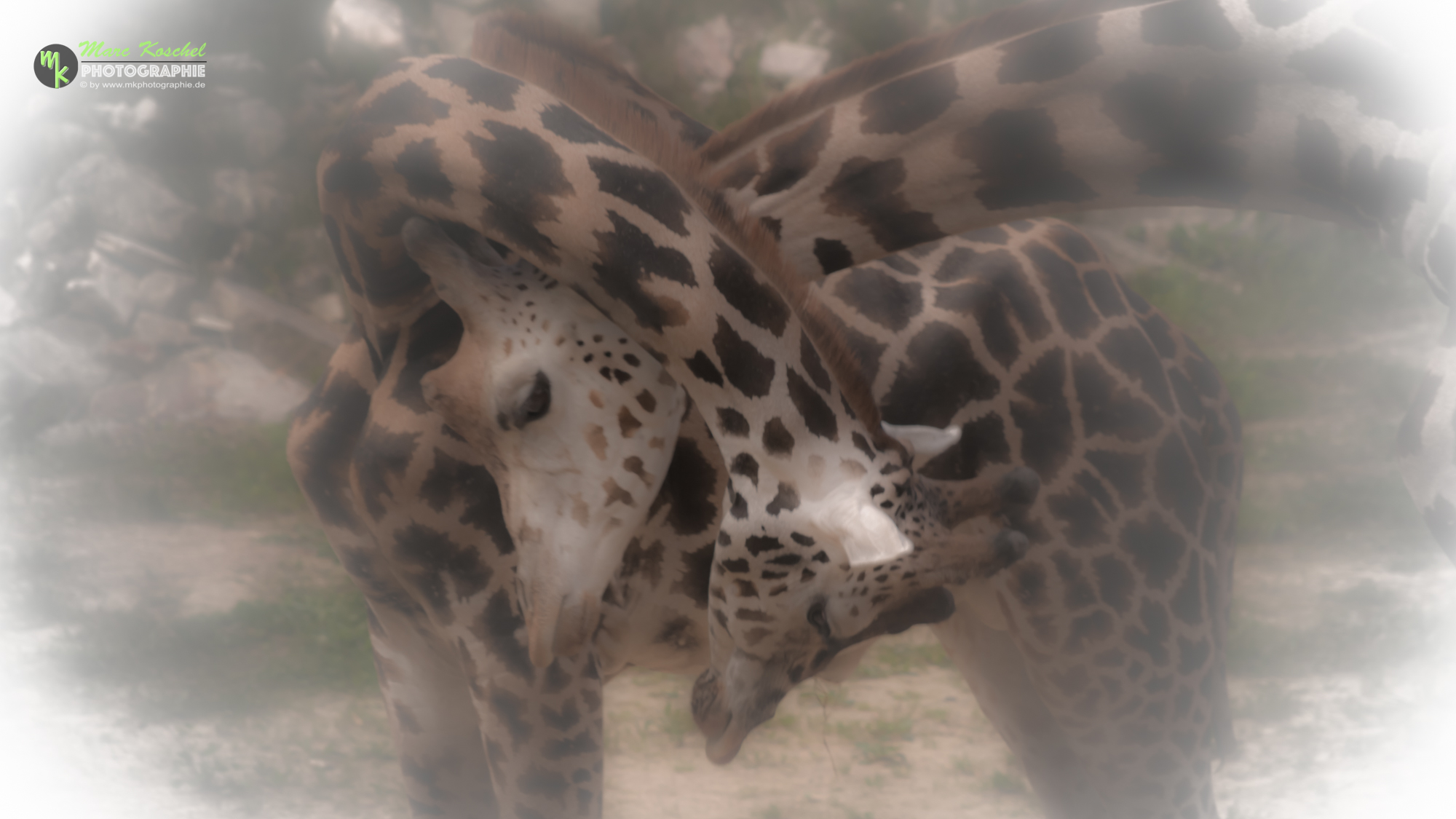 Giraffes in Love