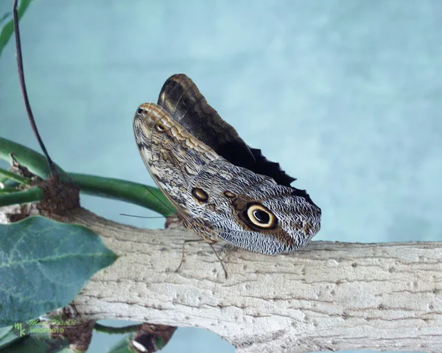 Caligo memnon