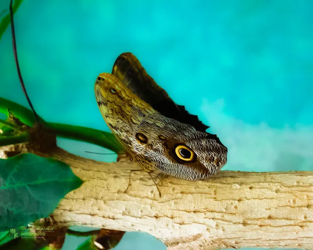 Caligo memnon