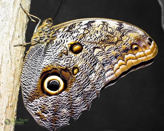 Caligo memnon