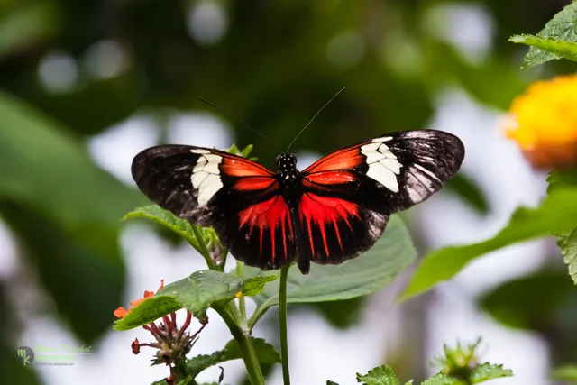 Heliconius melpomene