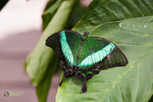 Papilio palinurus