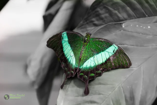 Papilio palinurus