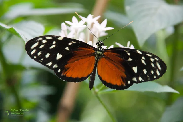 Heliconius hecale