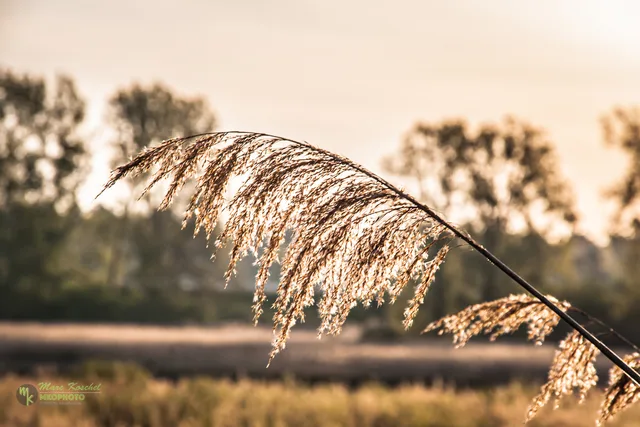 Reed in the morning sun