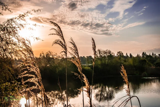 reed iunder a morning sky