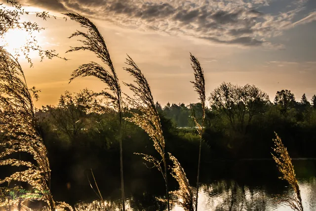 reed under a dark sky