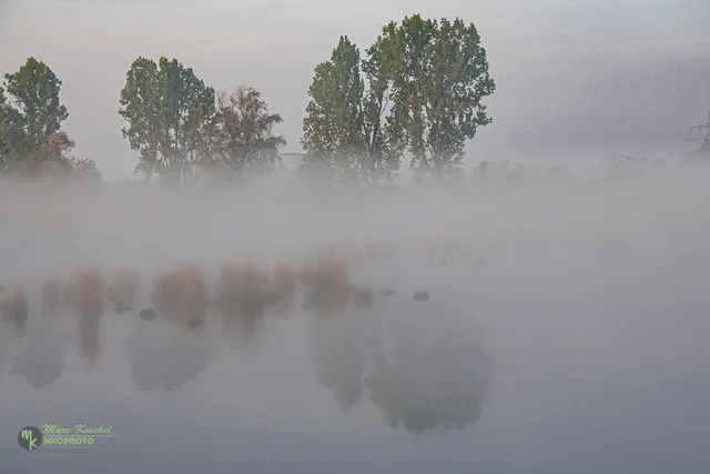 Misty morning trees