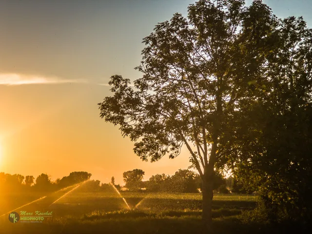 Sprinklers and sunset