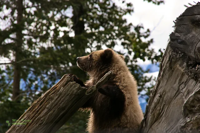 Young grizzly on a trunk