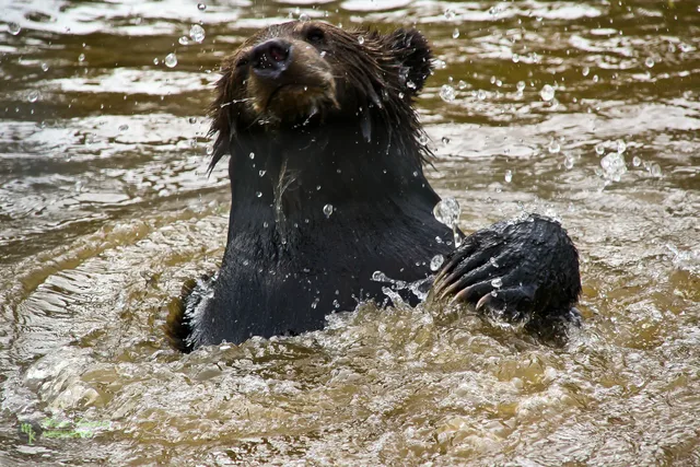 Young grizzly in water