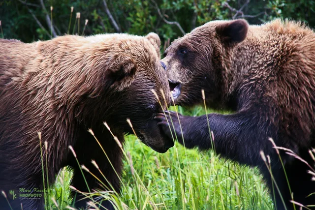 Two grizzlys teasing