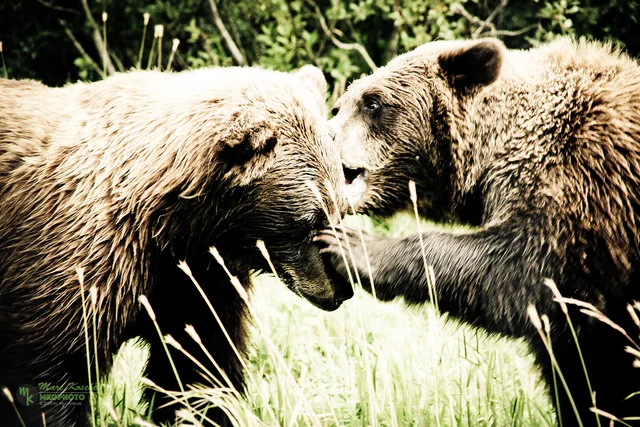 Two grizzlys teasing