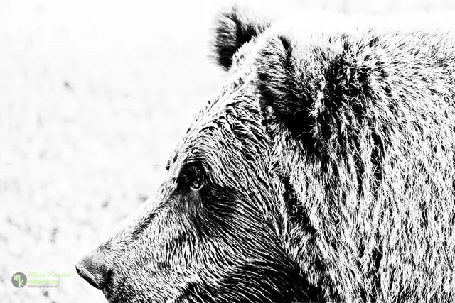 Grizzly portrait