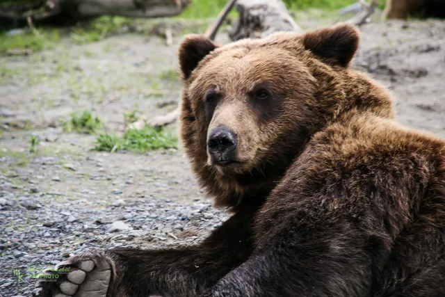 Grizzly turning head