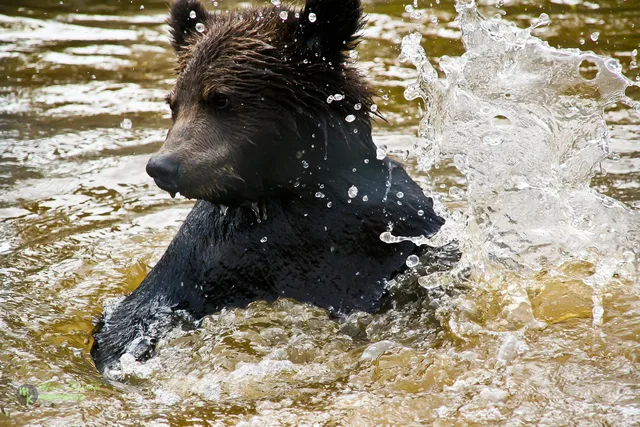 Young grizzly in water