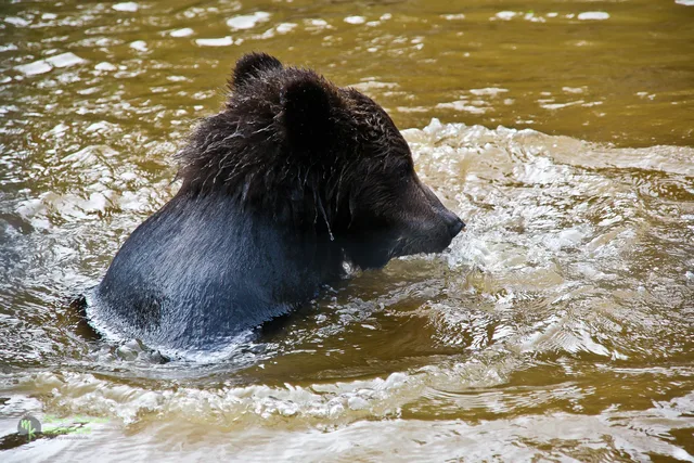 Young grizzly in water