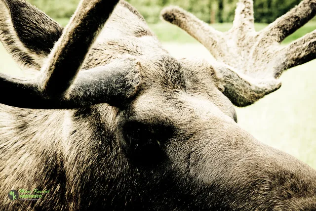 Close Up Moose