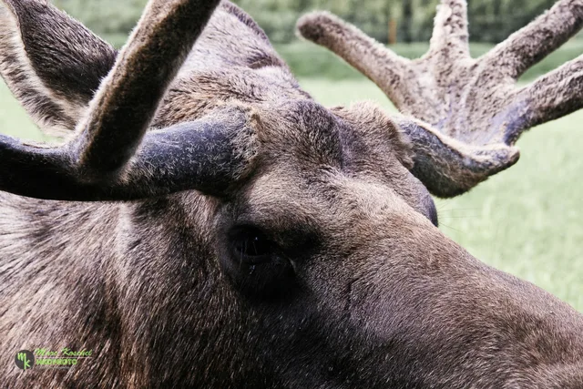 Close Up Moose