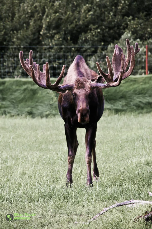 Moose
