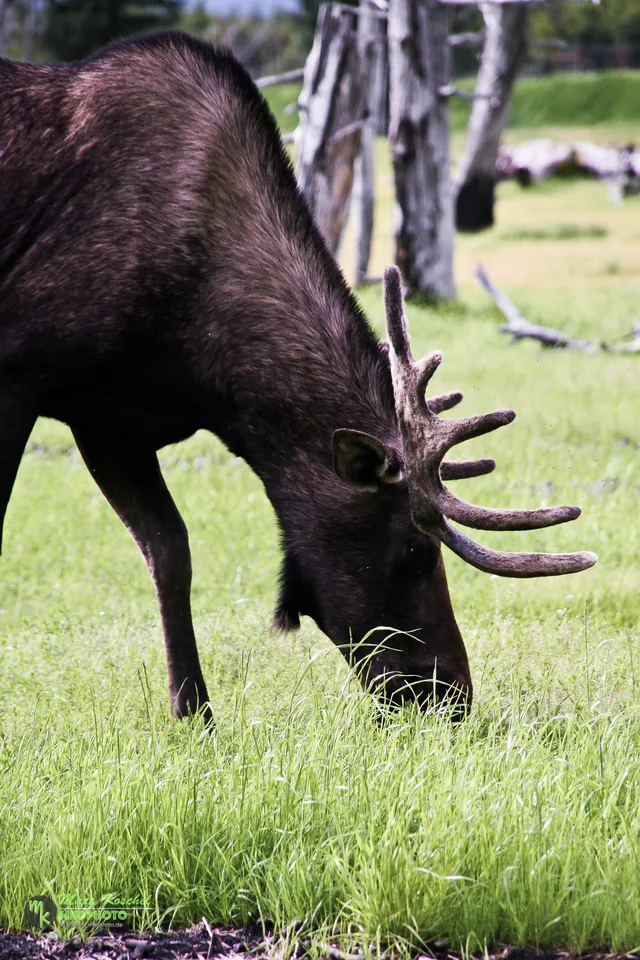 Moose