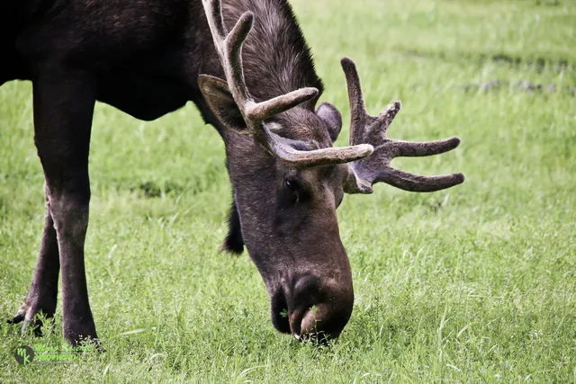 Moose