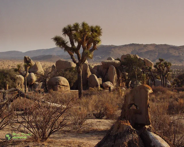 Joshua Tree