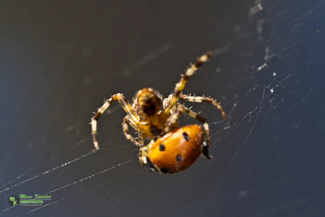 Spider Ladybird