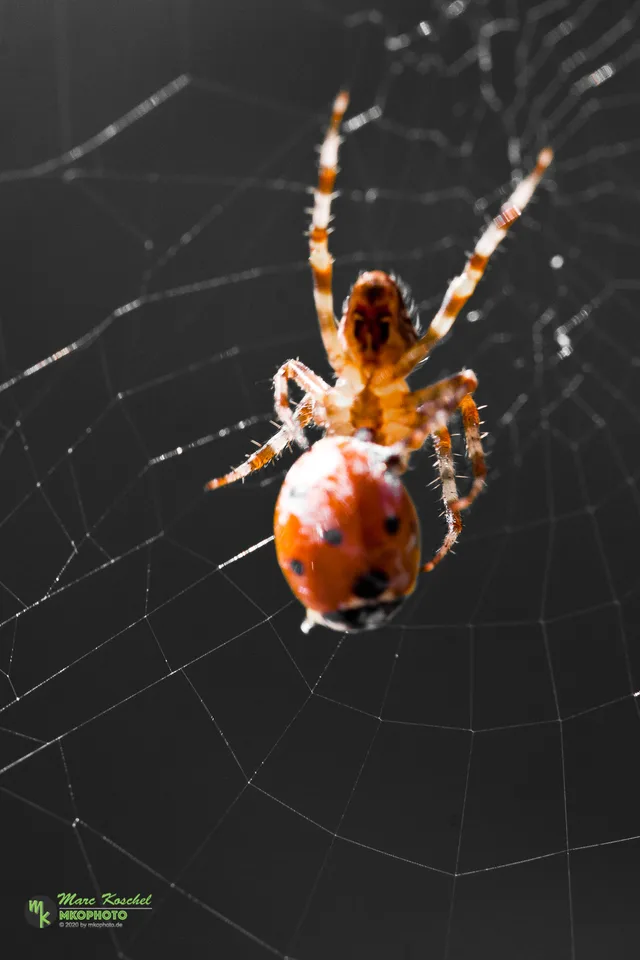 Spider and Ladybird