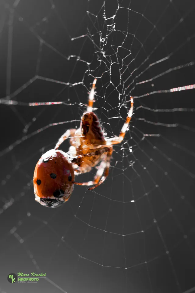 Spider and Ladybird
