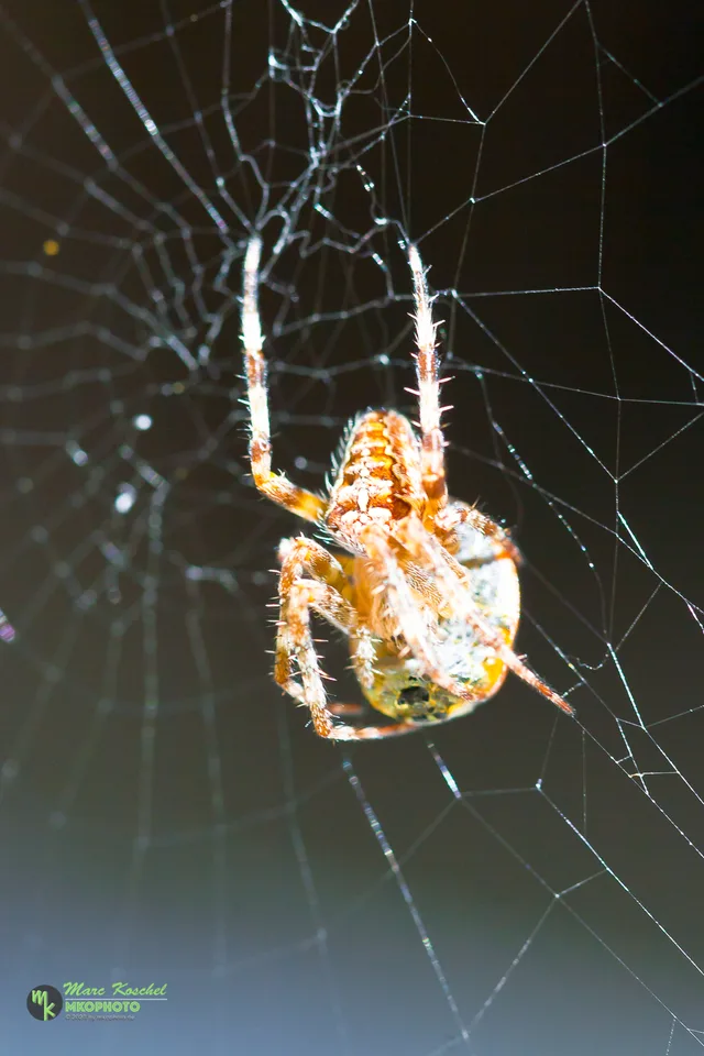 Spider and Ladybird