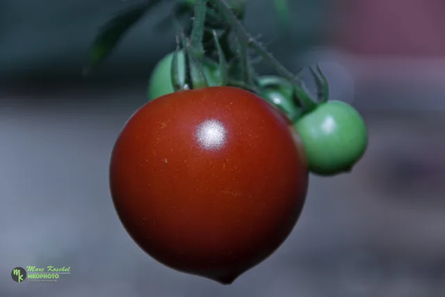 Red Tomato