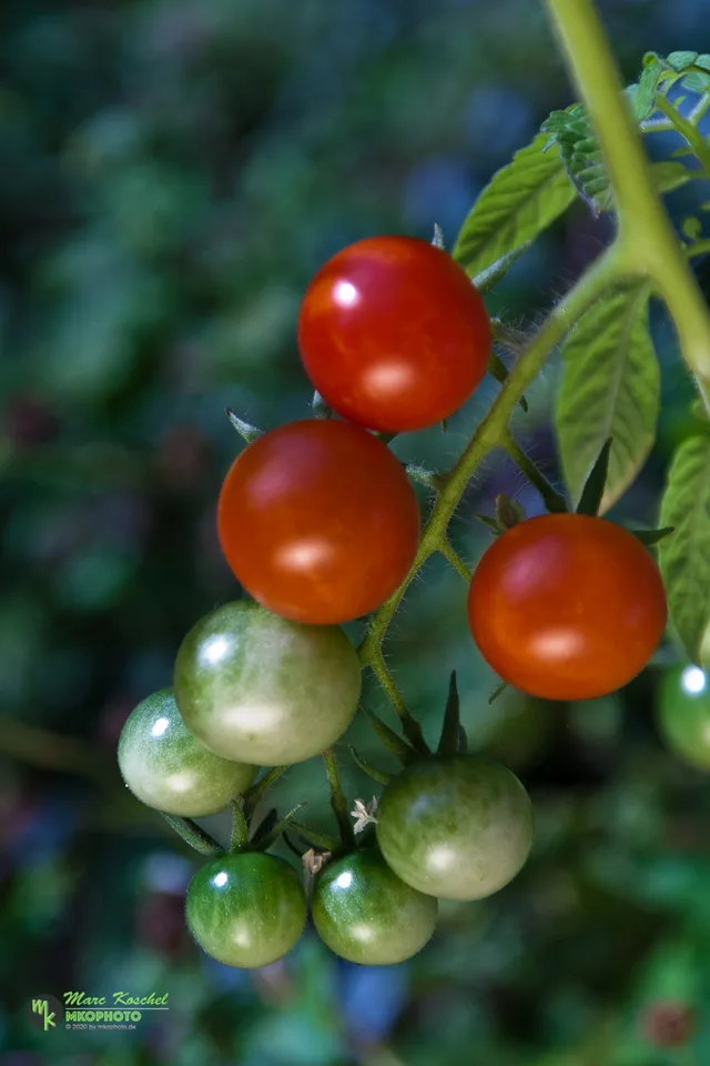 Tomatoes