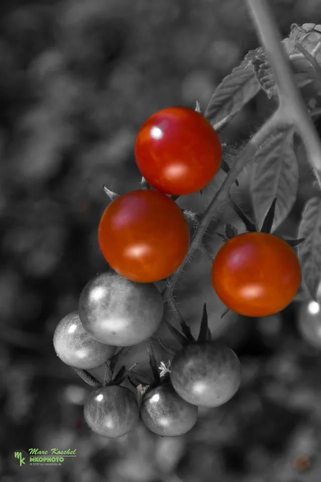 Red Tomatoes