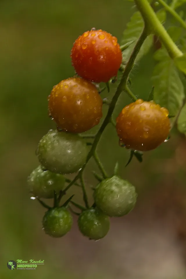 Tomatoes
