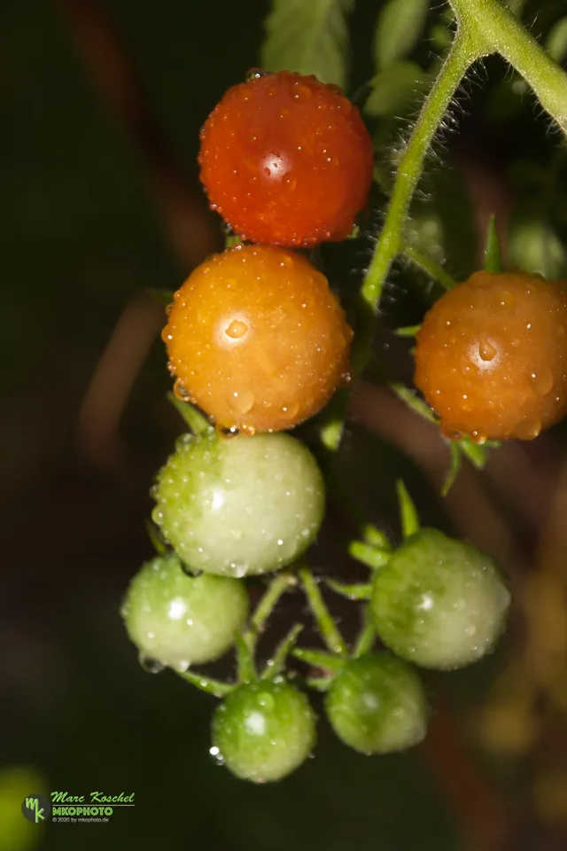 Tomatoes