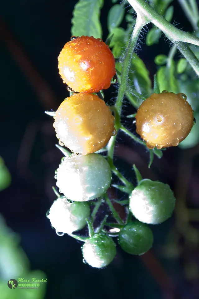 Tomatoes