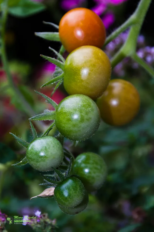 Tomatoes