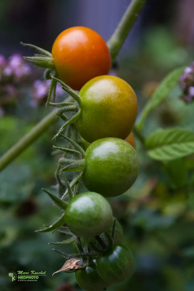 Tomatoes