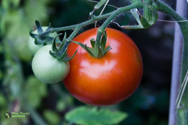 Tomatoes