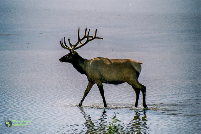 Caribou