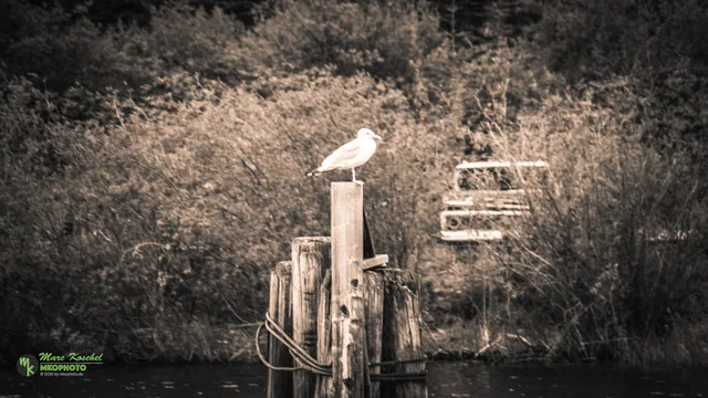 Seagul on a post