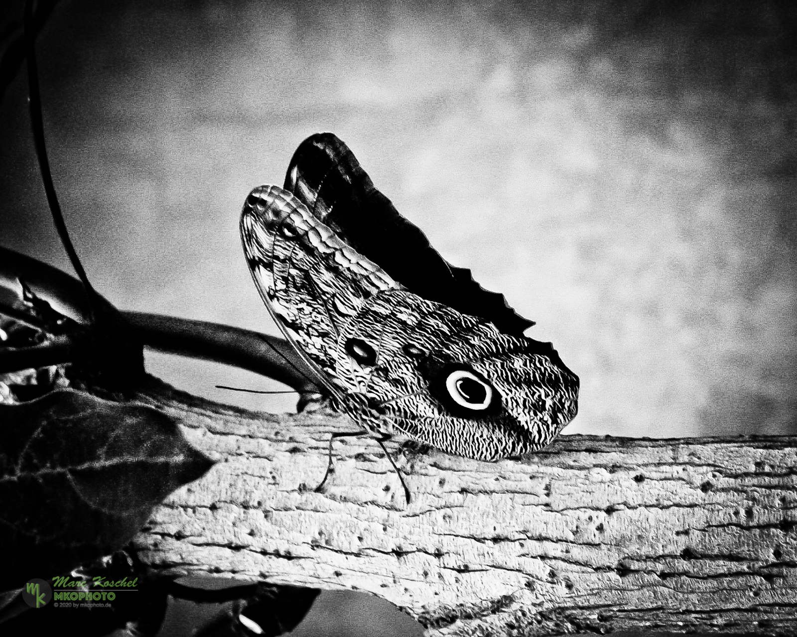 蝶の種類 - フクロウチョウ (Caligo memnon)