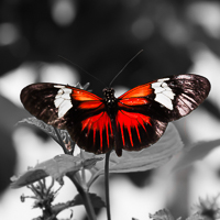 thumbs-butterfly-07.jpg