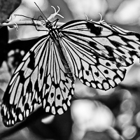 thumbs-butterfly-09.jpg