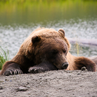 thumbs-grizzly-05.jpg