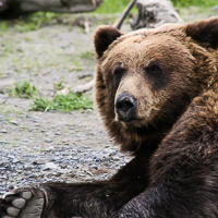 thumbs-grizzly-08.jpg