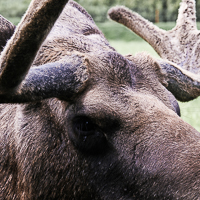 thumbs-moose-01.jpg