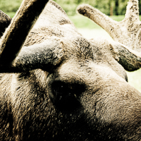 thumbs-moose-02.jpg